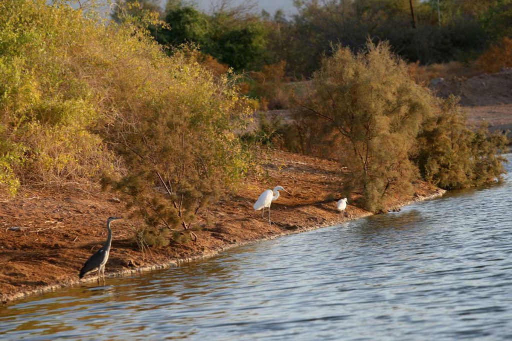 פארק הצפרות אילת