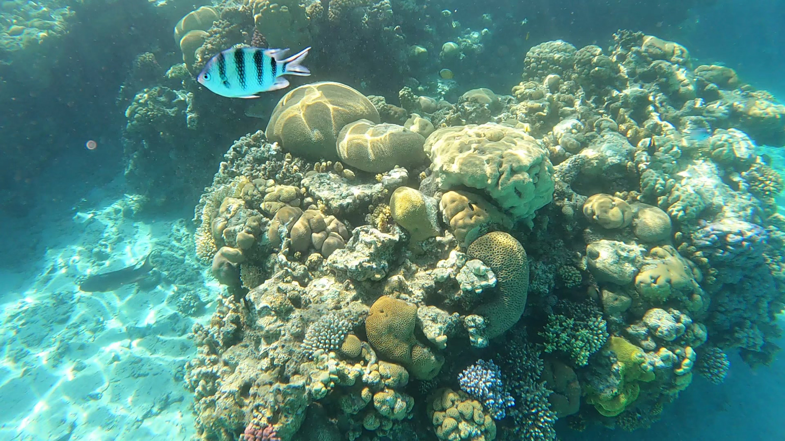 חוף מומלץ לשנורקל באילת