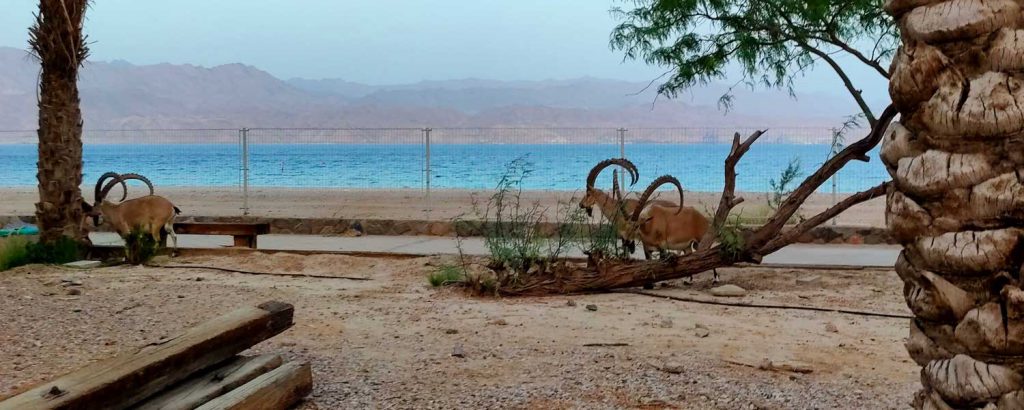 טיילת חוף אלמוג- מצויינת הליכה בחופש