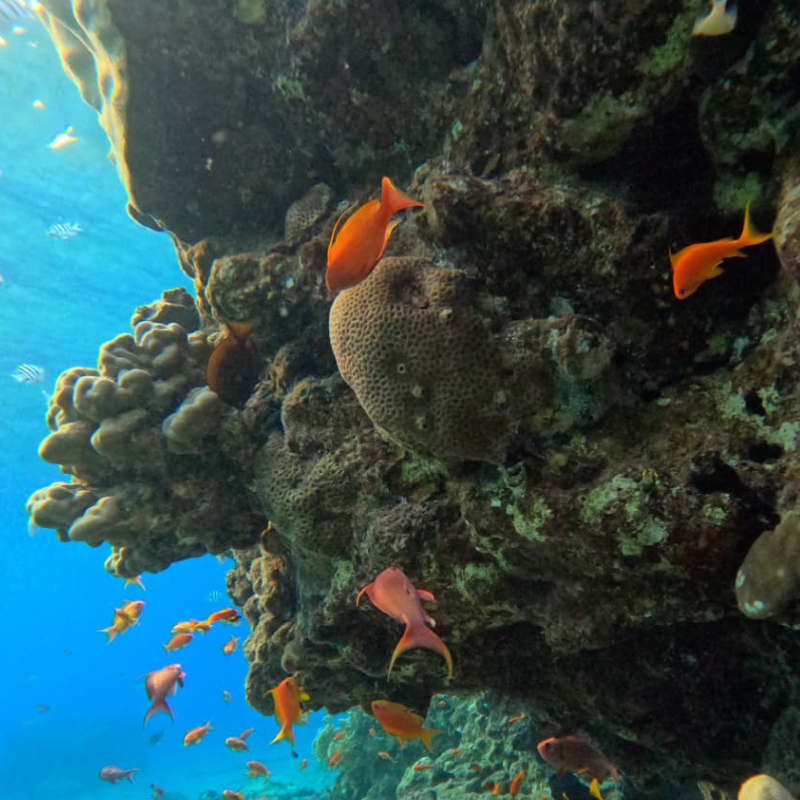 להקת אנתיאסים כתומים סביב אלמוגים Sea Goldie / Pseudanthias squamipinnis