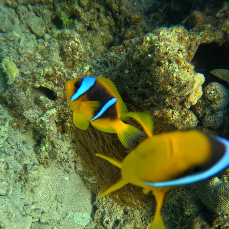 פרפרונים Butterflyfish