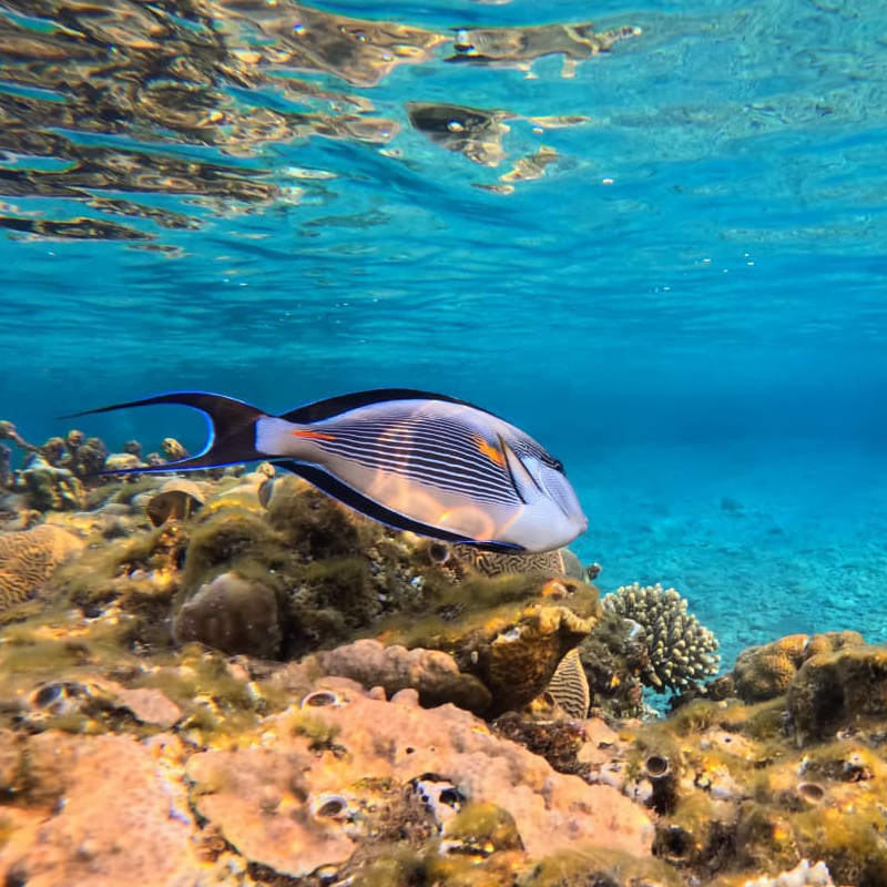 נצרן חד־קרן Unicornfish, Naso