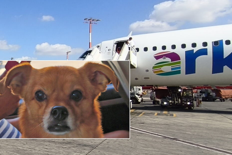 לנה הכלבה בטיסה מאילת