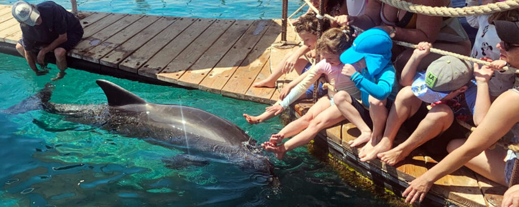 אטרקציות לילדים באילת - ילדים עם דולפין בריף הדולפינים באילת