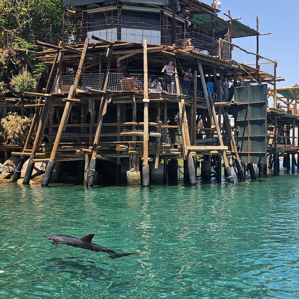 דולפין דולפין ריף אילת