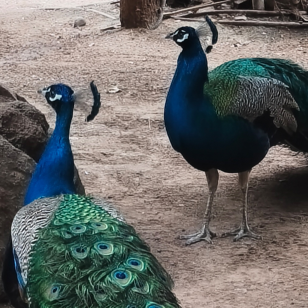 טווסים בדולפין ריף