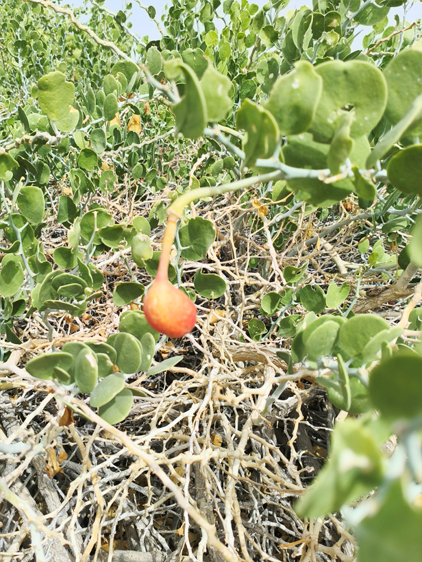 פרי שיח הצלף הקוצני אחרי יישוב באר אורה