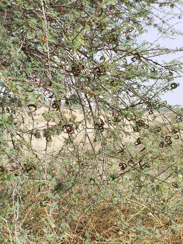 עץ שיטה במדבר בדרך מבריכות החמצון לדקל הדום