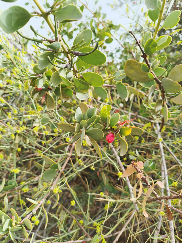 שיח הרנוג על עץ שיטה בדרך לדקל הדום