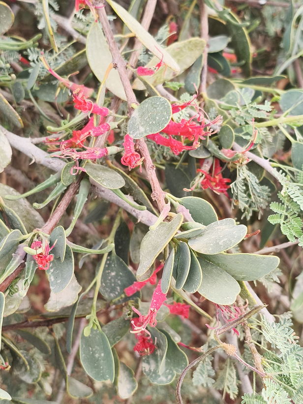 פרחי הרנוג על ע שיטה