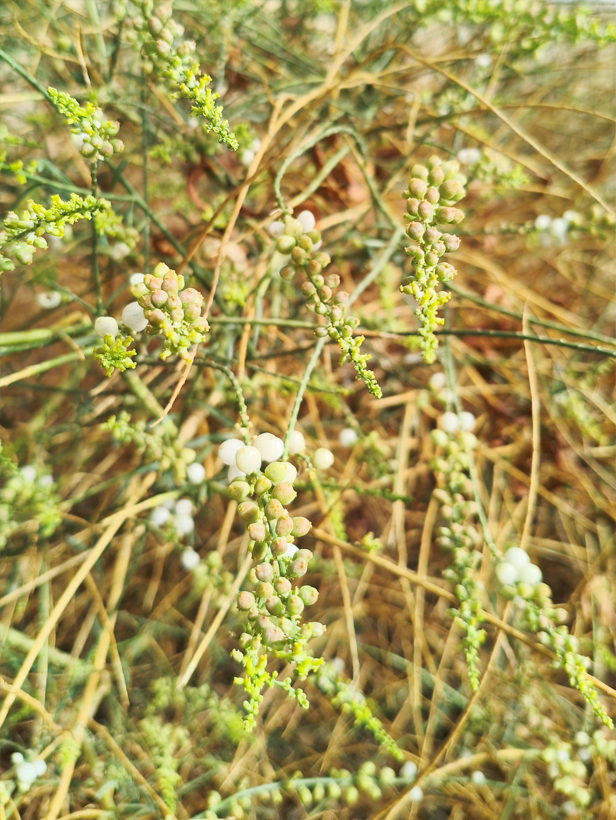 ריכפתן מדברי לאורך כל הטיול