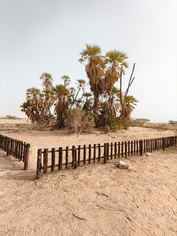 דקל הדום הנדיר מימין לכביש 90 ליד עין עברונה