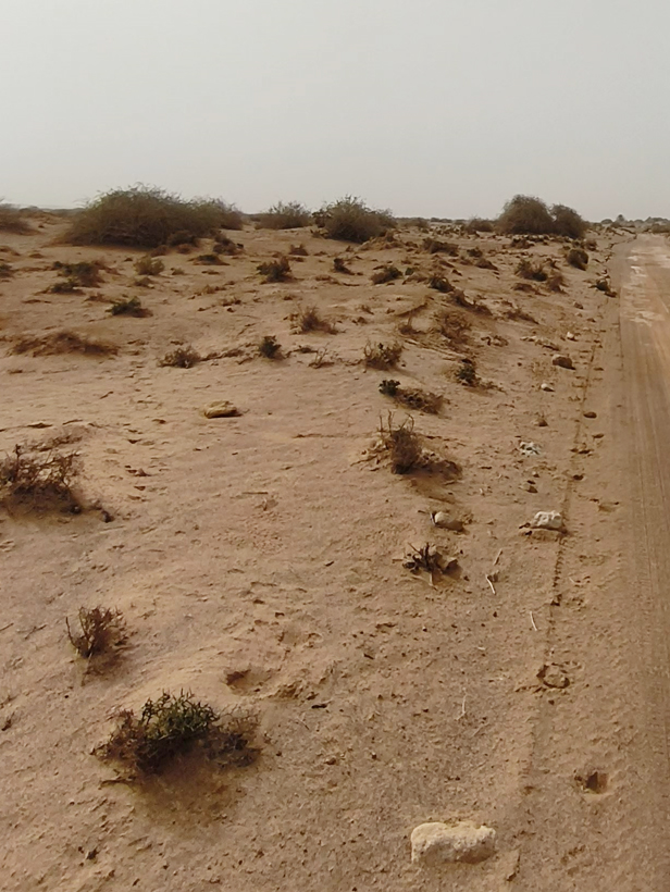 נוף "סוואנה" מדברי משני צידי כביש 90, לפני שדה התעופה רמון