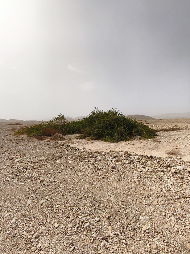 נחל רחם – שיח הצלף הקוצני ענק אחרי באר אורה, בדרך לפארק תמנע