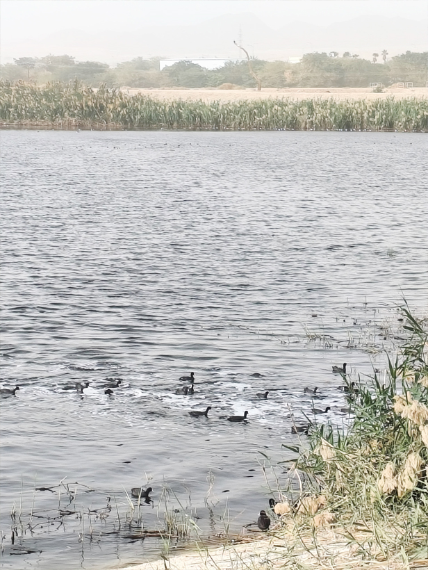 ציפורים נודדות בחורף בבריכות החמצון