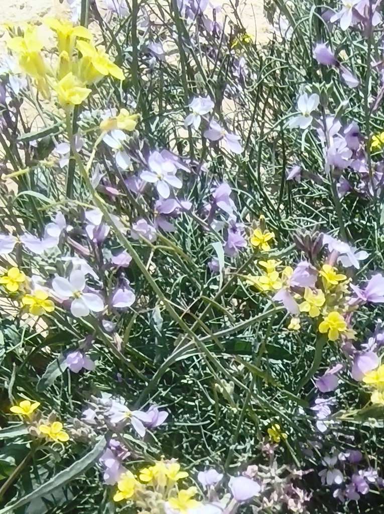 טיול פריחה במדבר