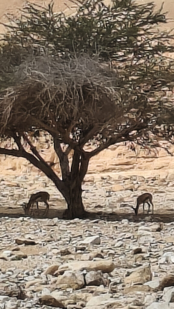 איילים בנחל עתק