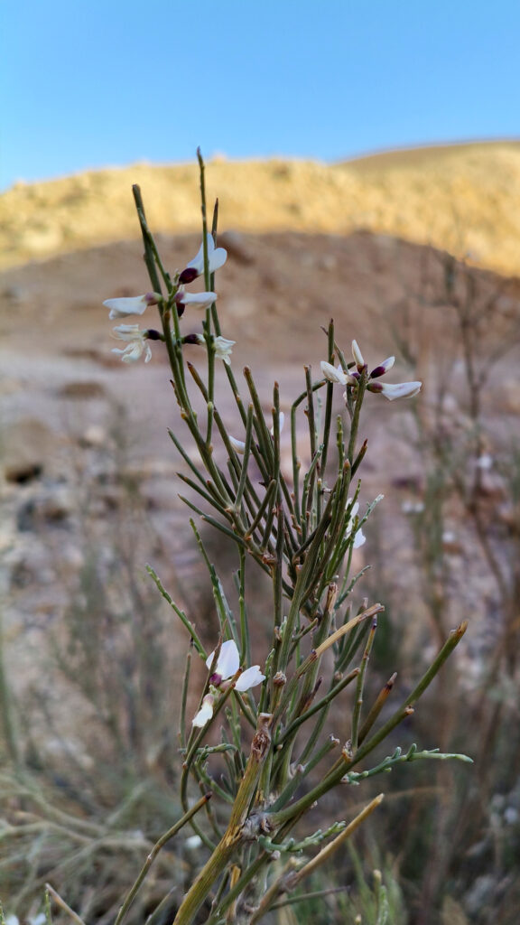 רותם המדבר בכניסה לקניון האדום