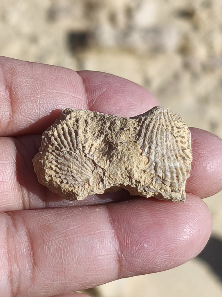 מאובן  צדפות