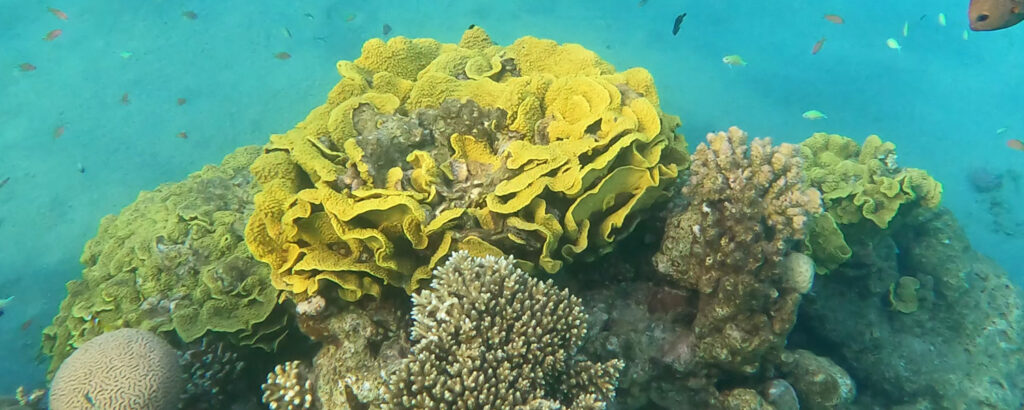 שוניות מפרץ אילת