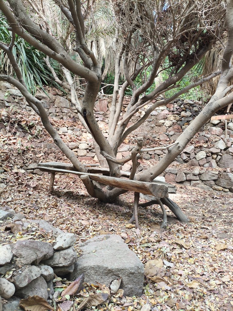 עץ שצמח מתוך הספסל
