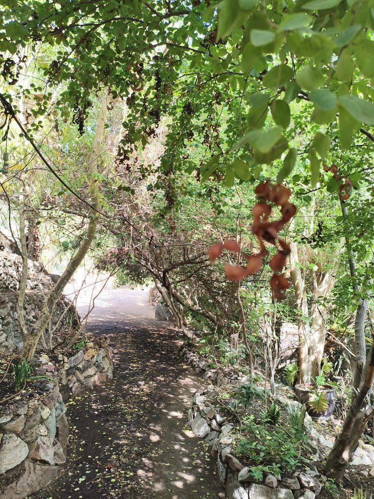 שביל ביער הגשם
