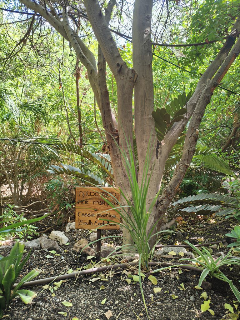 עץ ממזרח אסיה