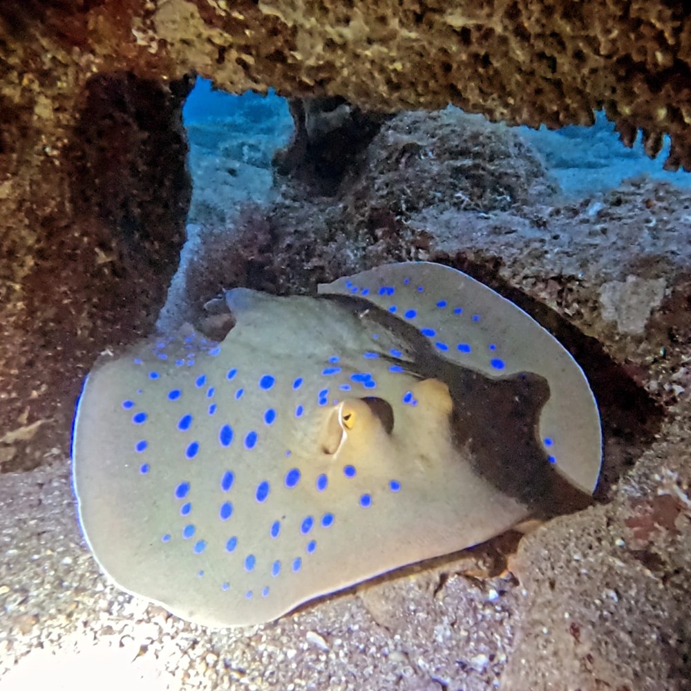 טריגון נקוד־כחול